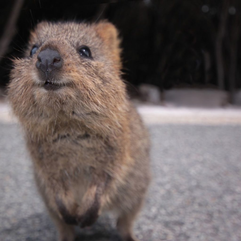 Quokka, animales que encuentras en Australia. By Canva