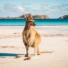 Canguro, animales que encuentras en Australia