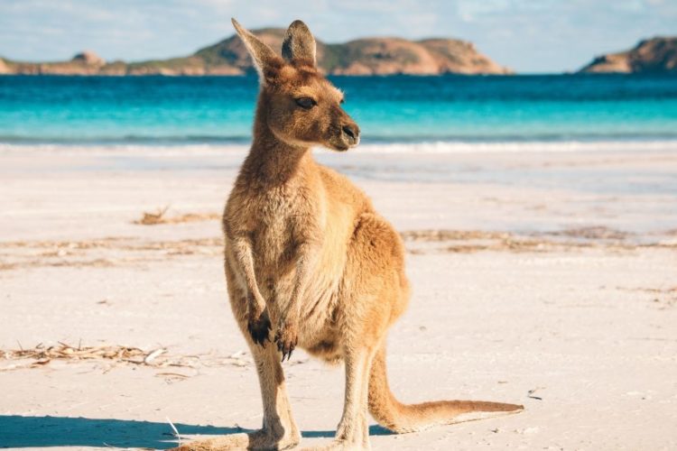 Canguro, animales que encuentras en Australia